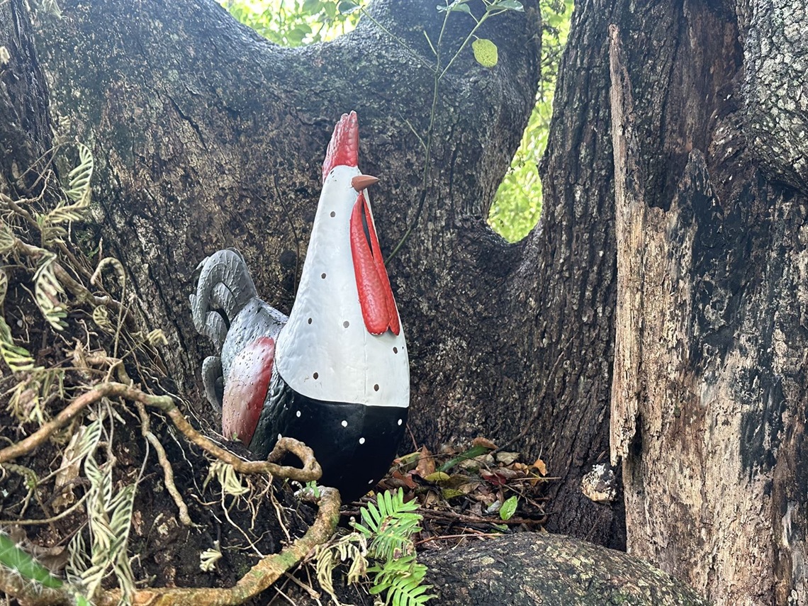 Chicken in camphor tree