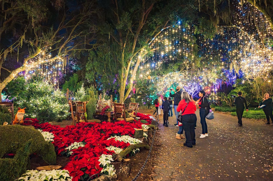 Beautiful poinsettia display and lights.