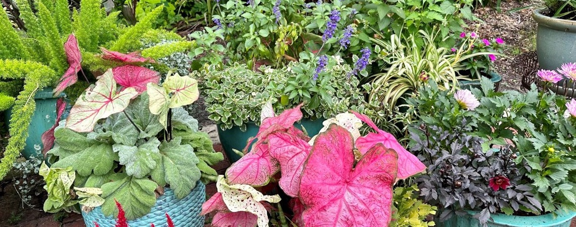 Various leafy plants in container pots. The plants are green, red, and yellow.