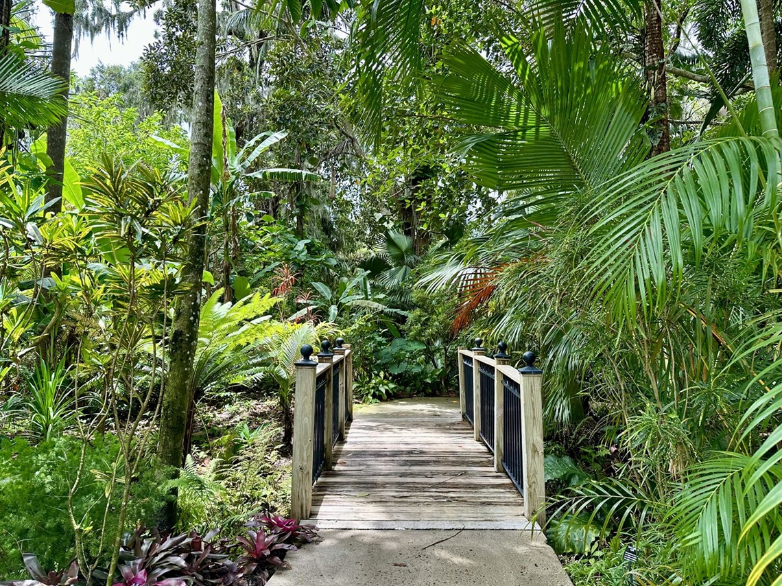Tropical stream garden.