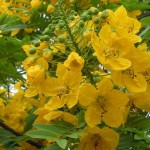 A yellow cassia leptophylla flower