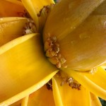 A yellow ensete lasiocarum banana plant