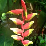 Heliconia rostrata