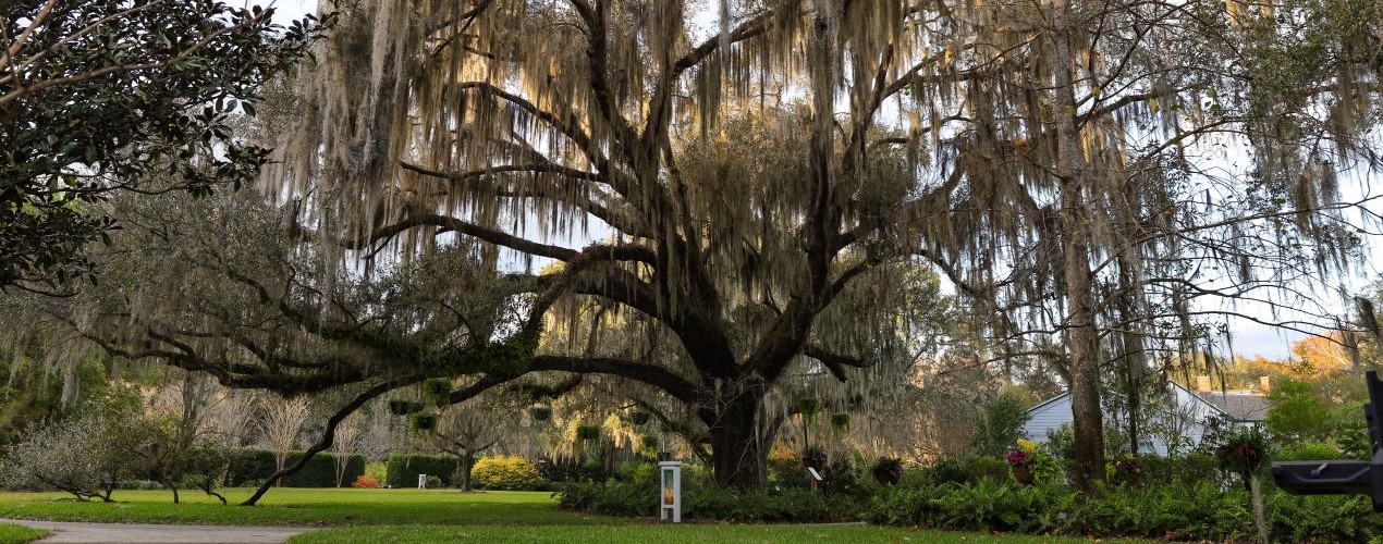 Large oak tree in a butterfly garden