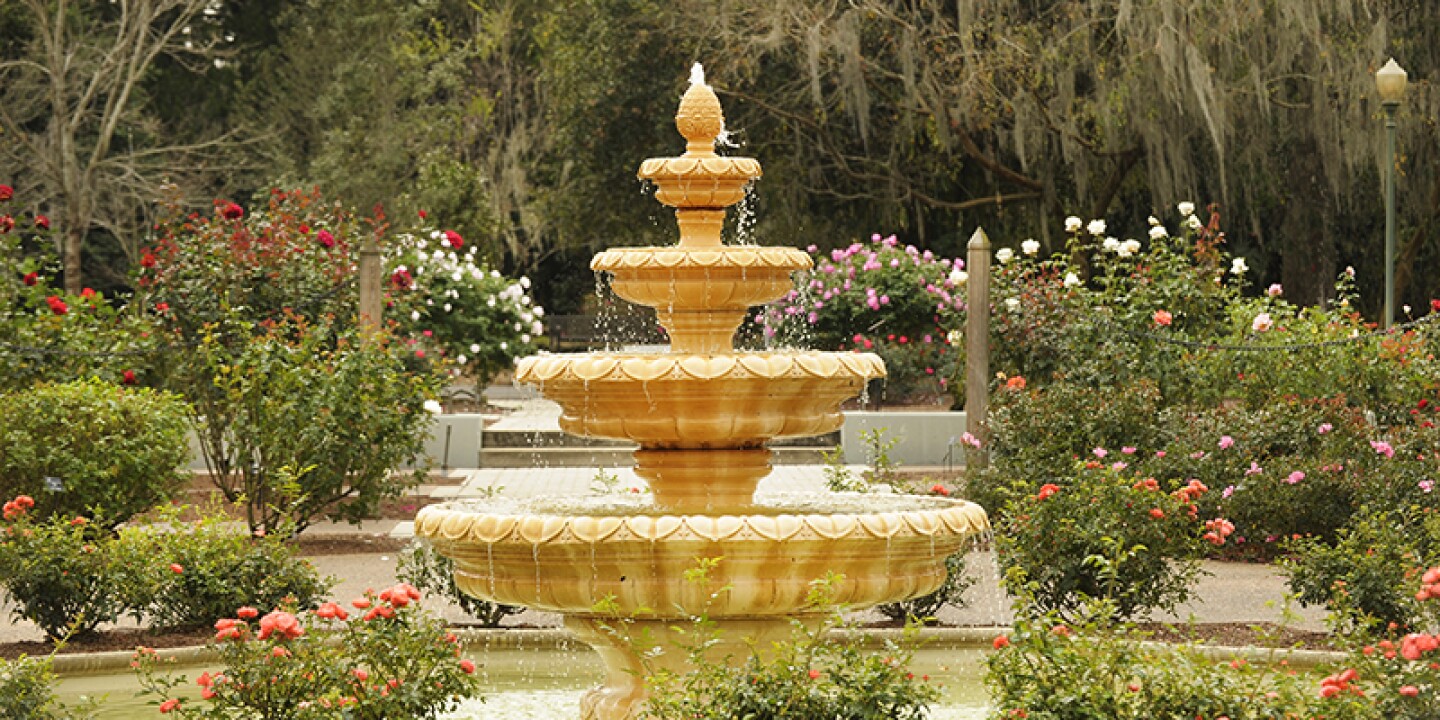 A concrete fountain surrounded by rose bushes