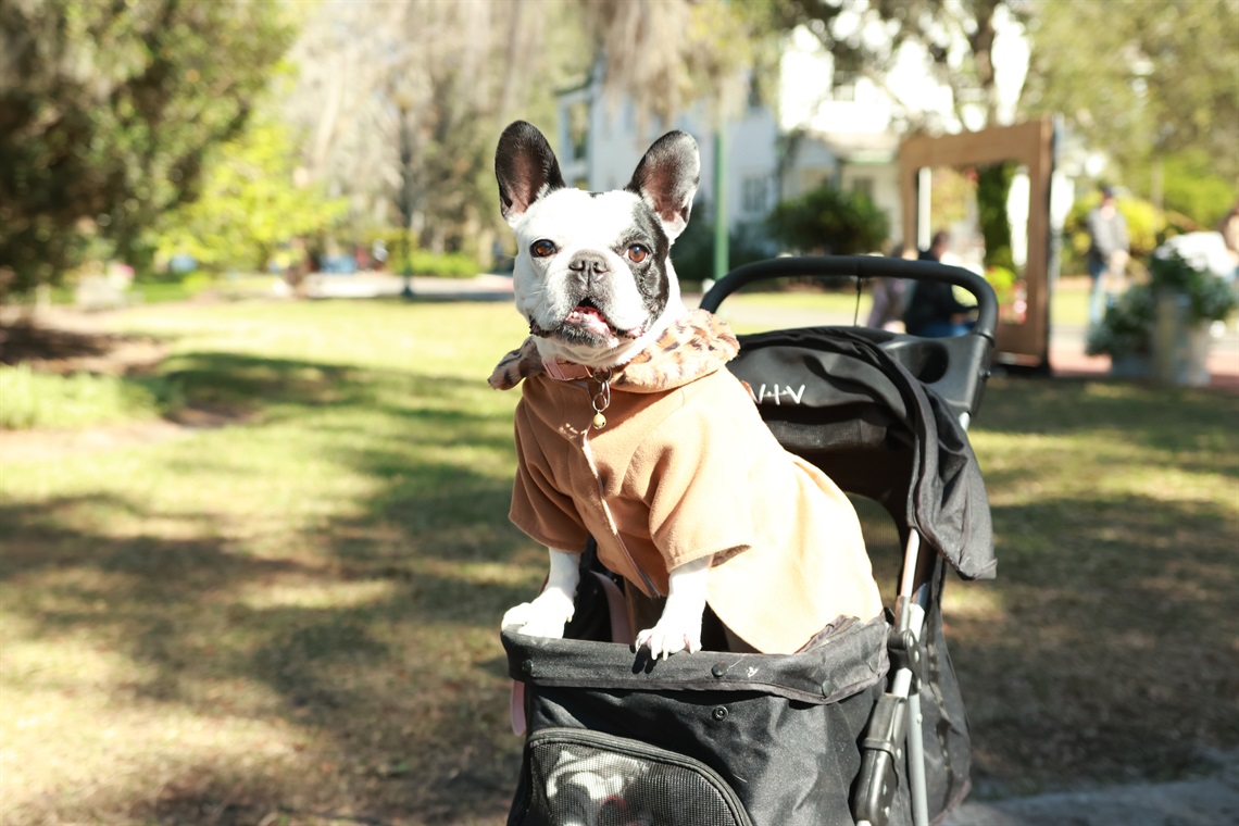 Dog in Stroller.JPG
