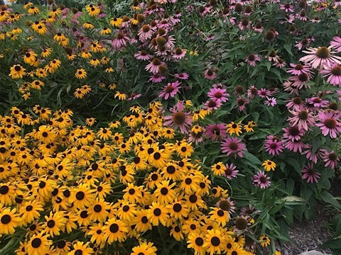 Yellow and purple flowers.
