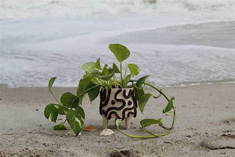 A leafy green plant placed on sand on a beach.