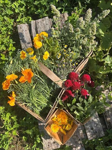 Orange, red, and yellow herbs growing in containers outside.