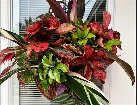 Green and red leafy plants.