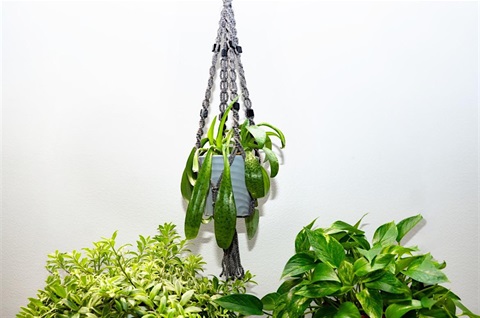 Macrame plant hanger, in front of a white wall and next to leafy green plants.