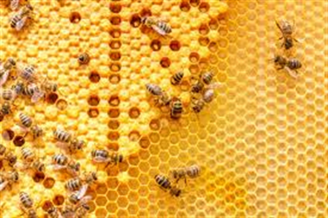 honey bees