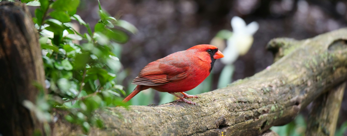 Cardinal On a Branch
