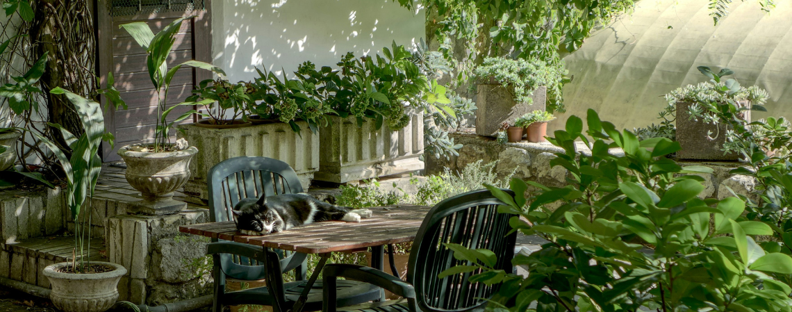 A backyard garden filled with leafy green plants. There is a table with two chairs and a cat is laying on the table.