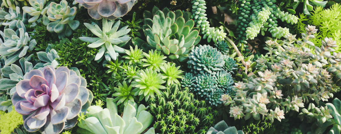 Various succulents of different colors grouped together.