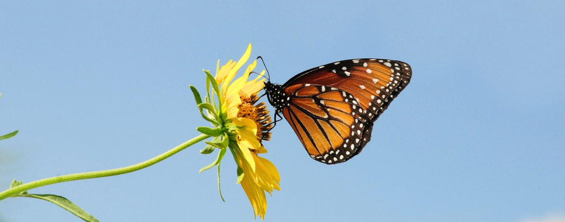Monarch Butterfly.png