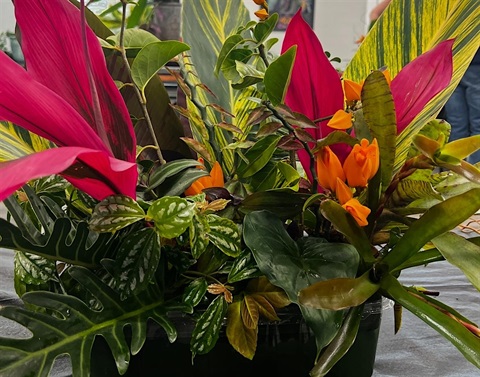 Green, red, and orange leafy plants.