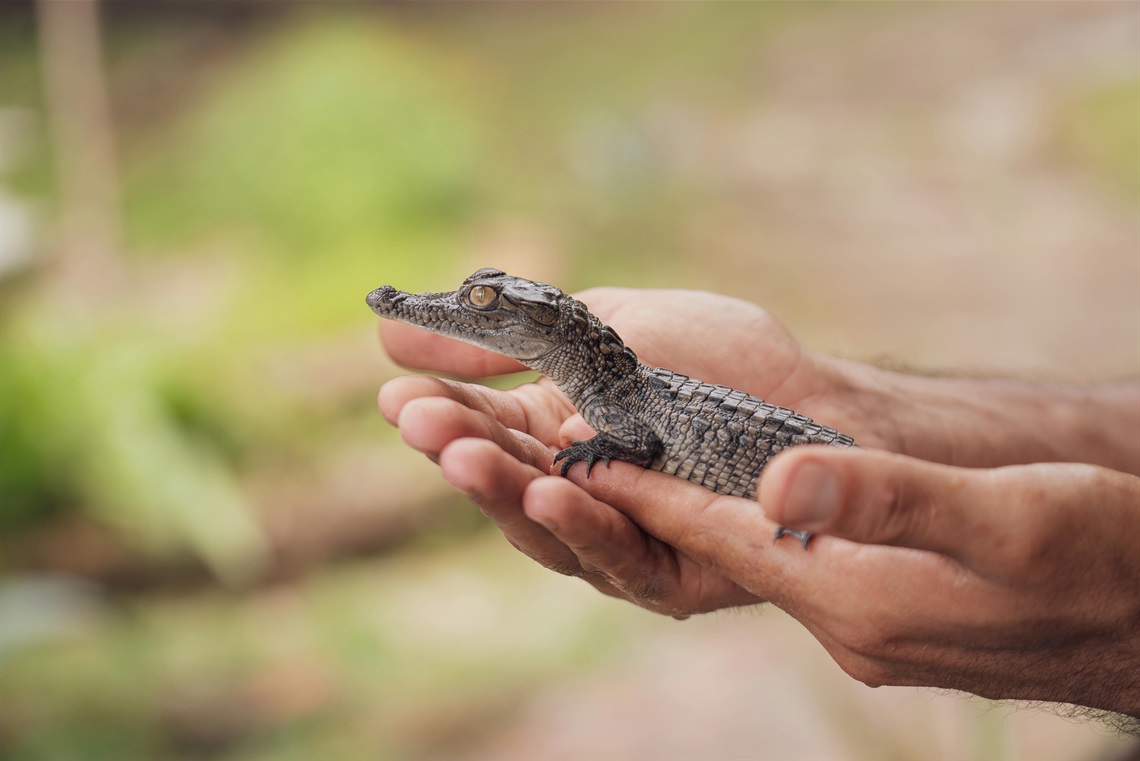 holding a gator.jpg