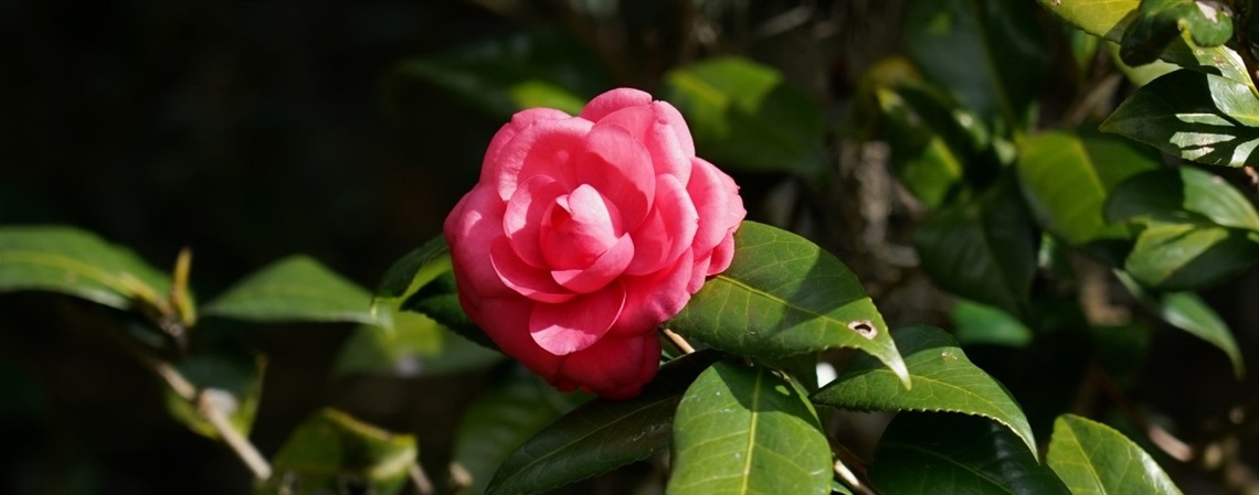 A pink camellia flower with dark green leaves