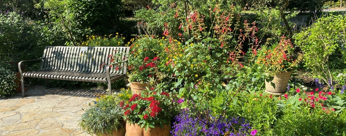 A garden of potted plants and flowers