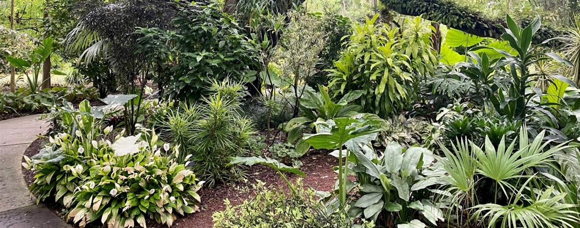 Green foliage around a path through a garden