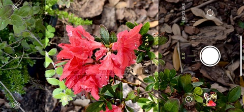 A pink flower through the lens of an iPhone camera