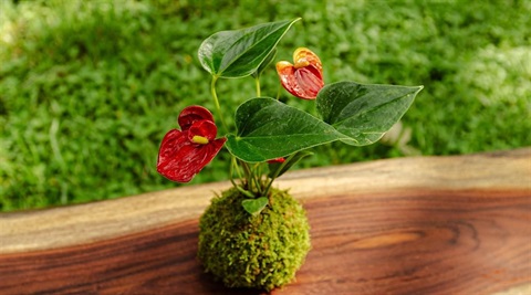Kokedama with a red flower and yellow flower in it.