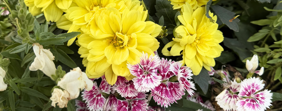 Colorful flowers in a container pot.