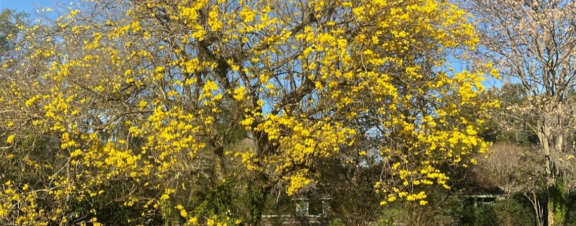 A yellow trumpet tree