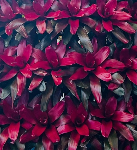 Red and pink bromeliads