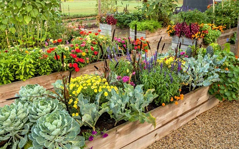 A raised wooden garden bed growing flowers and vegetables