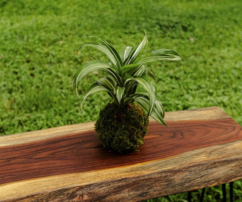 A plant sitting on a wooden table