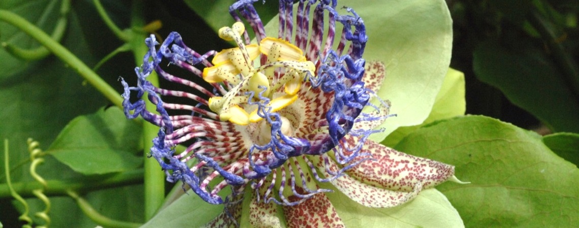 A purple passion flower