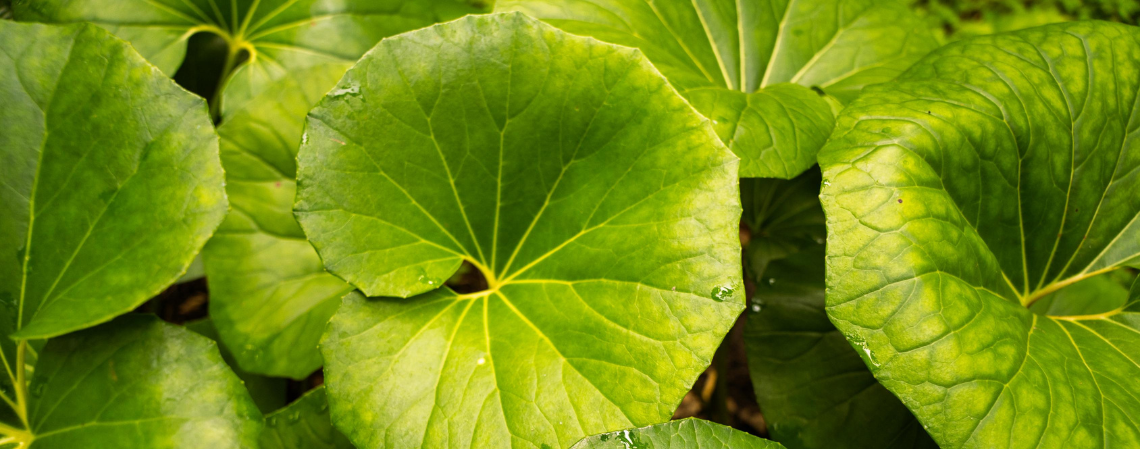 Close up photo of circular green leaves