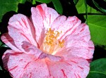Camellia Collection
