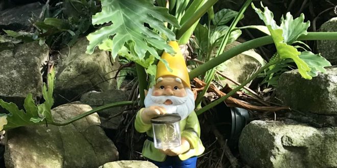 Garden Gnomes, Now – April 30