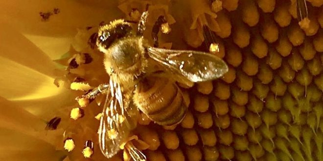 National Honey Bee Day, August 19, 10:00 a.m. – 2:00 p.m.