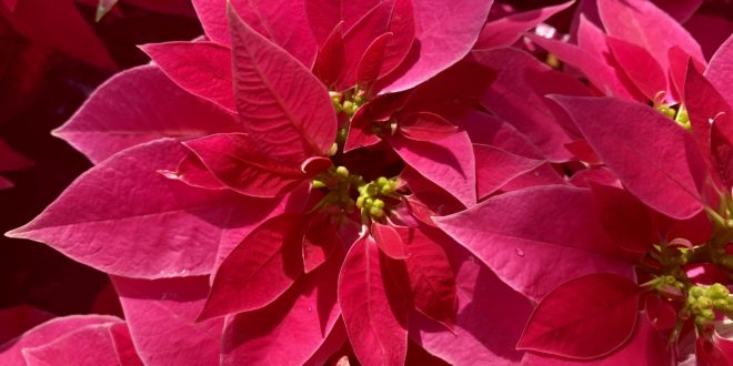 Holiday Blooms, Now – January 2
